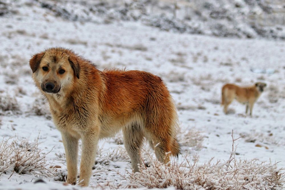 Photograph by Keyvan Hosine pour