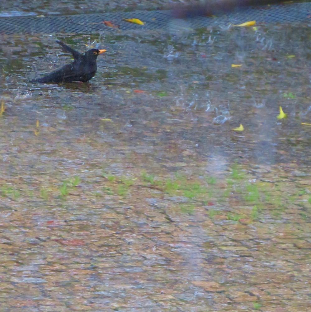 Blackbird's bath