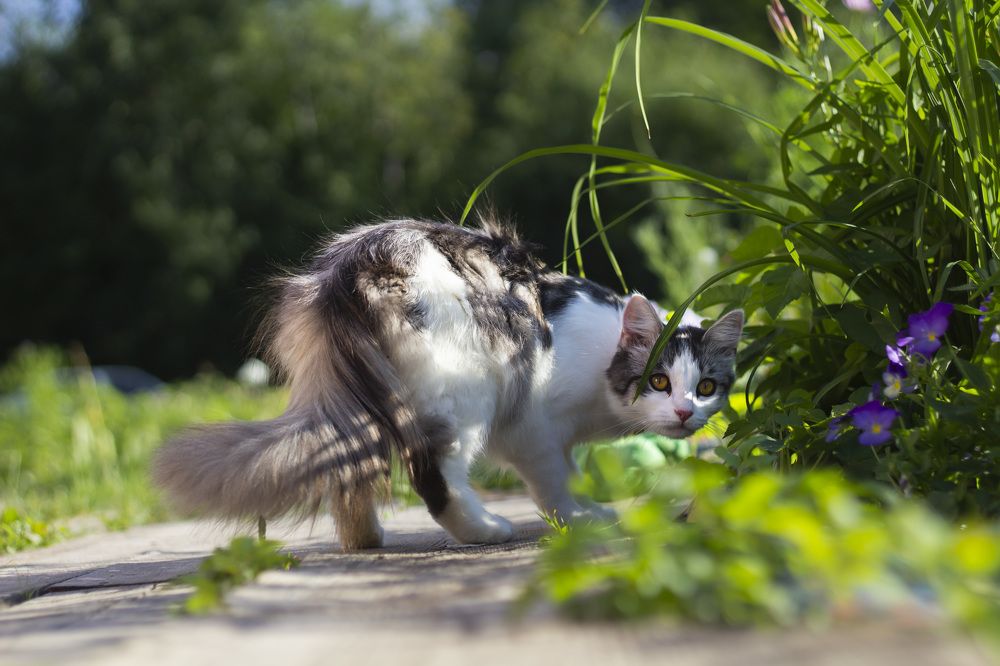 Фотография автора Татьяна Степанова