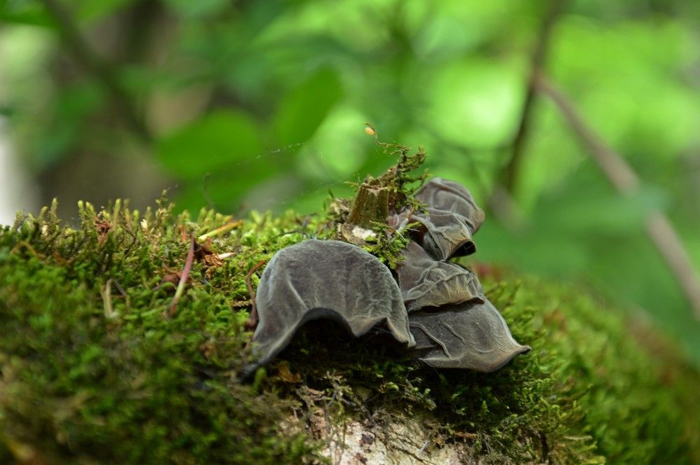 Photograph by Ольга Шевцова