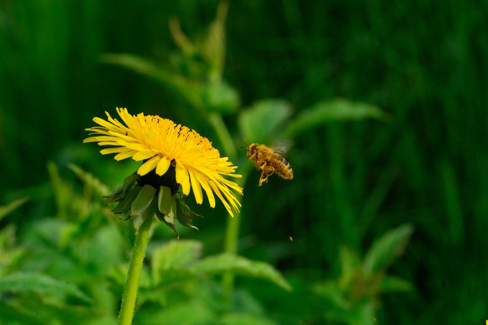 Фотография автора Badykov Russlan