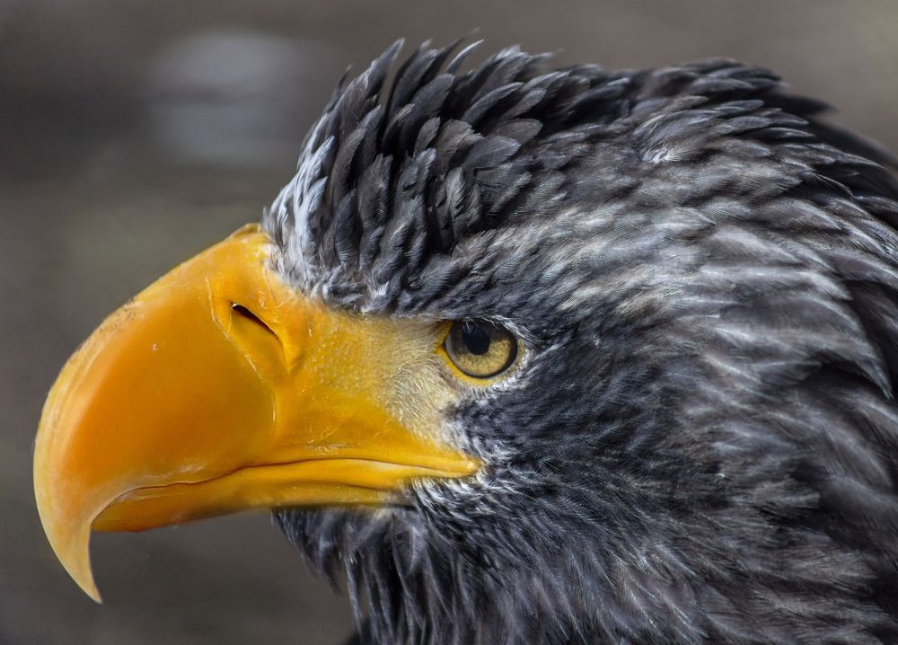 Photograph by Лариса Рулёва