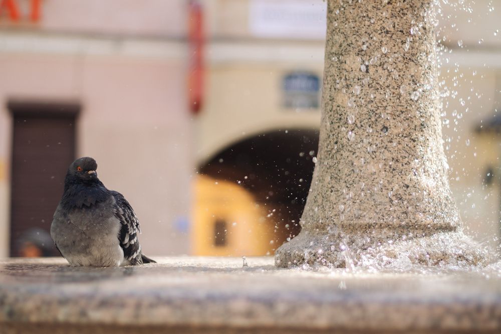 Фотография автора Alexander Komarov