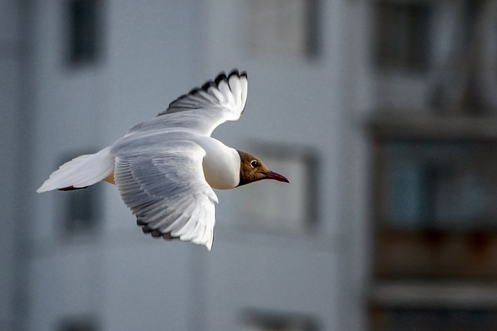 По ветру на крыльях плывет