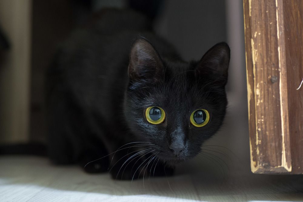 Фотография автора Алексей Школдин