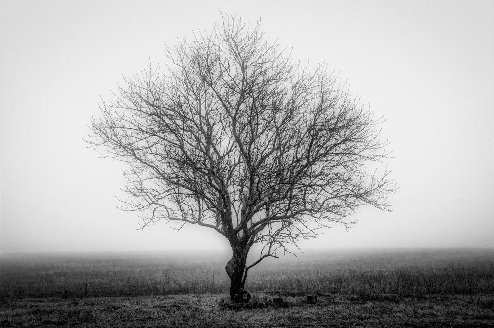 Одинокое дерево