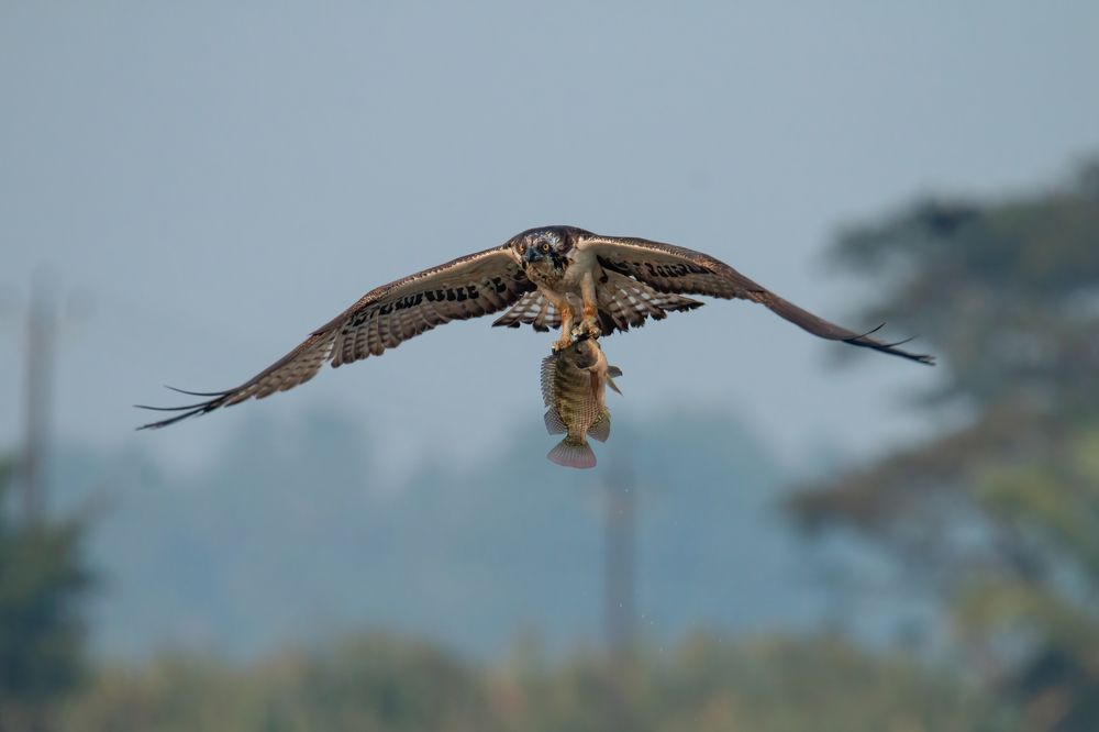 Photograph by Prasad Kn