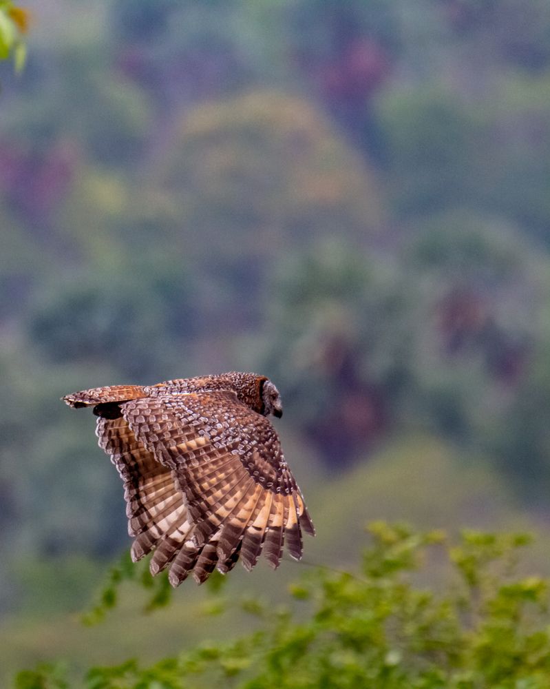 Photograph by Prasad Kn
