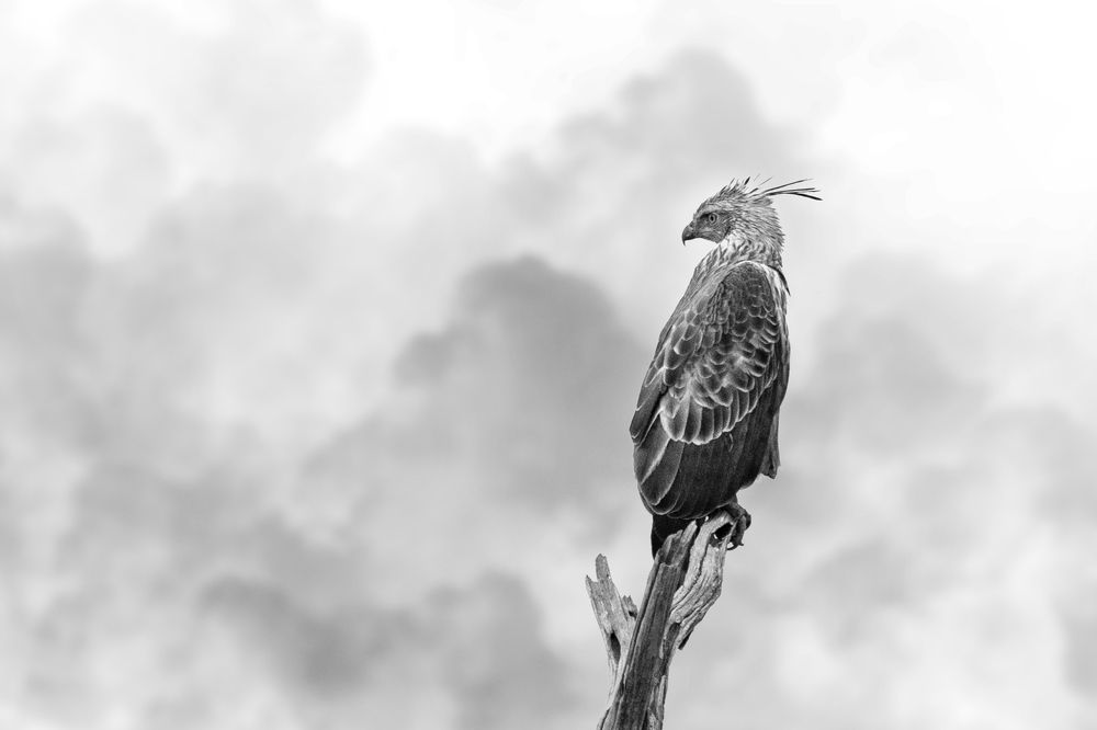 Фотография автора Nishanthe Hewawitharana