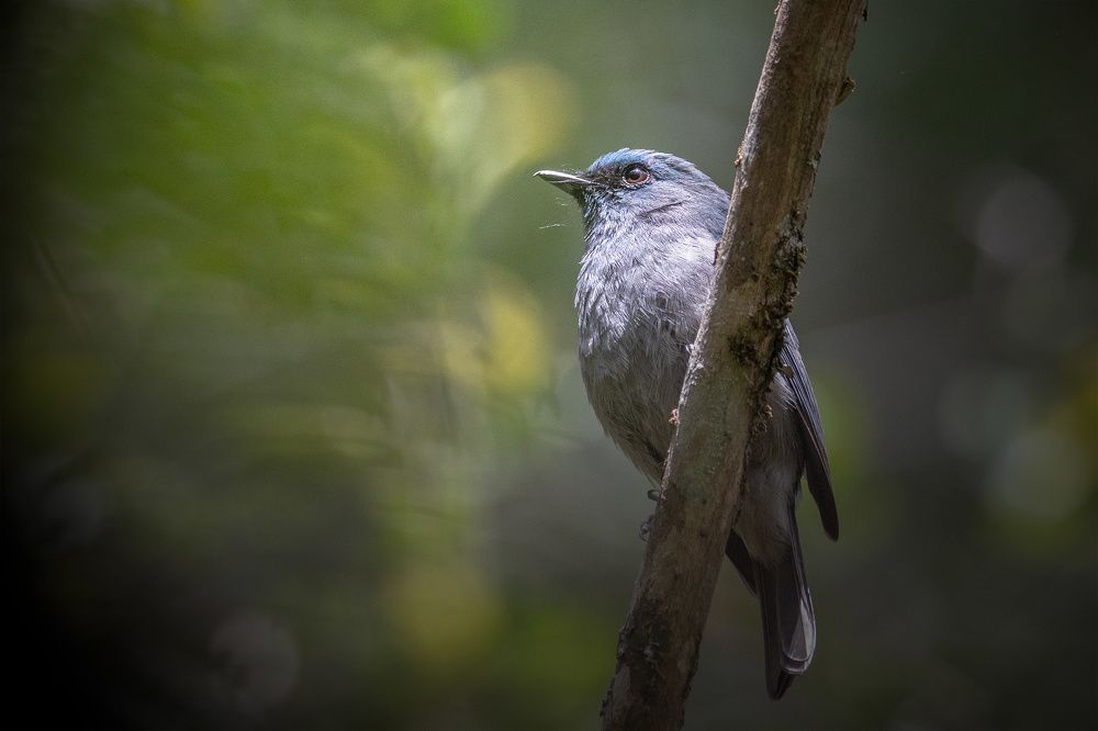 Фотография автора Nishanthe Hewawitharana