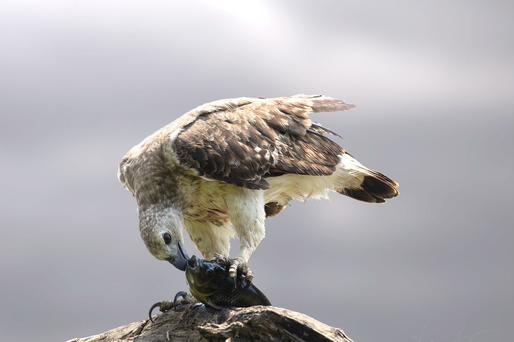 Фотография автора Nishanthe Hewawitharana