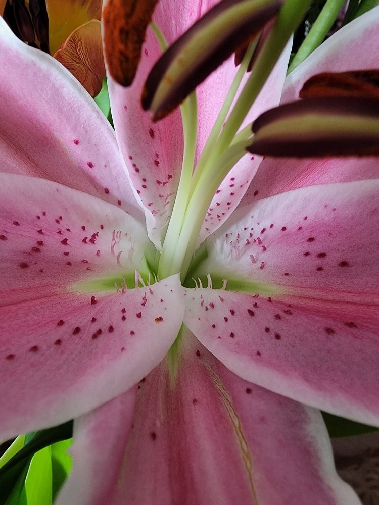 Фотография автора Al