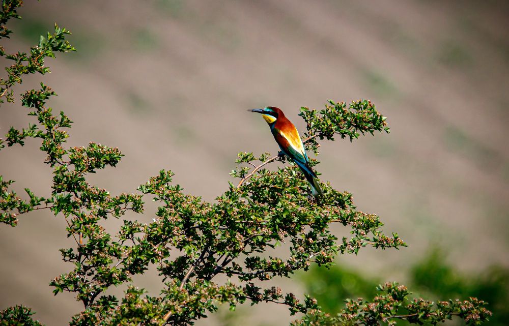 Merops apiaster