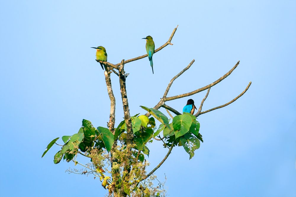 Photograph by rajesh therthala veedu