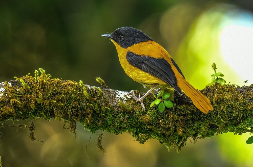 Photograph by Balaji Balaji