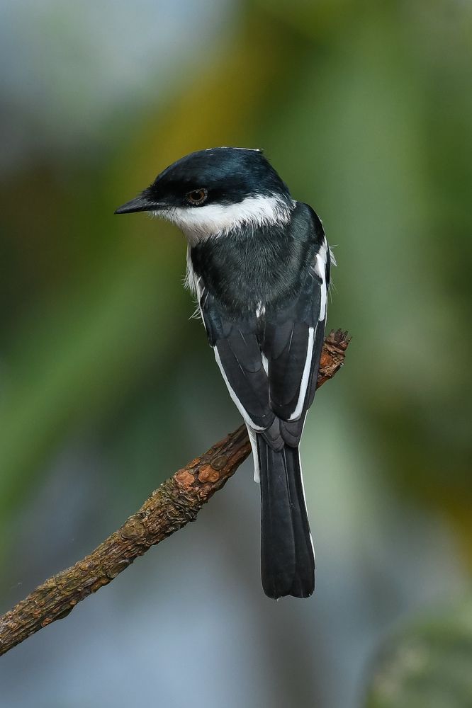 Photograph by Balaji Balaji