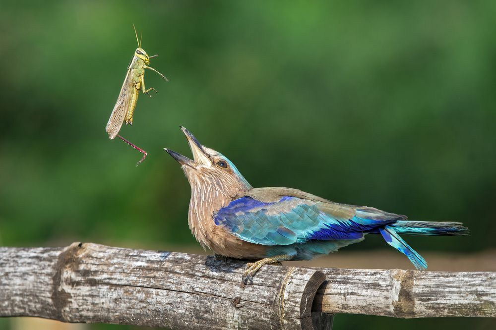 Indian Roller tossing a grasshopper.