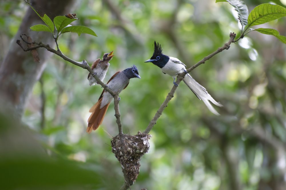 Indian Paradise Flycatcher