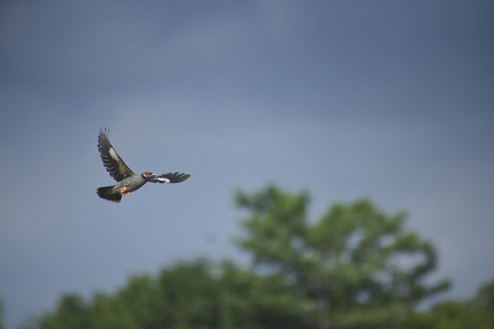 Bank myna flying over the sky