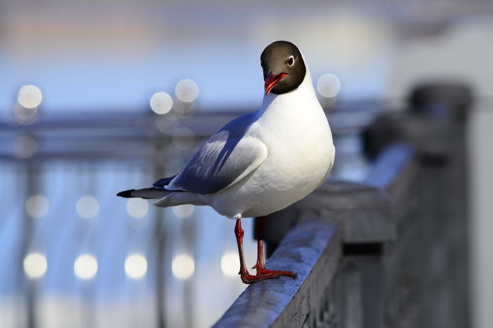 Photograph by Сергей Зубов