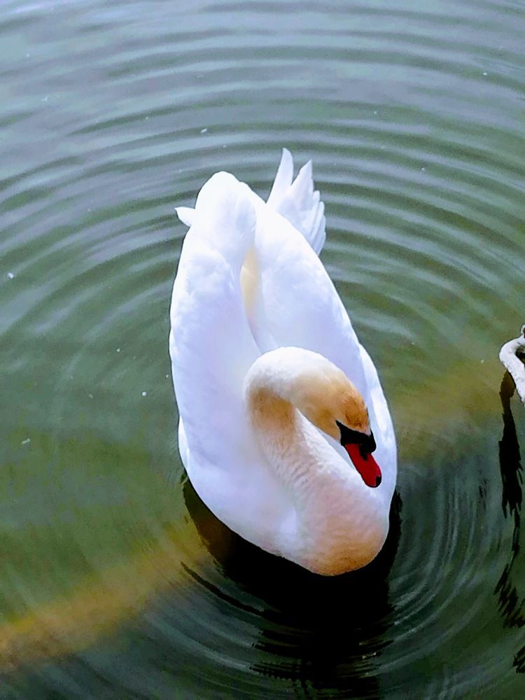 Фотография автора Kiss Gabor