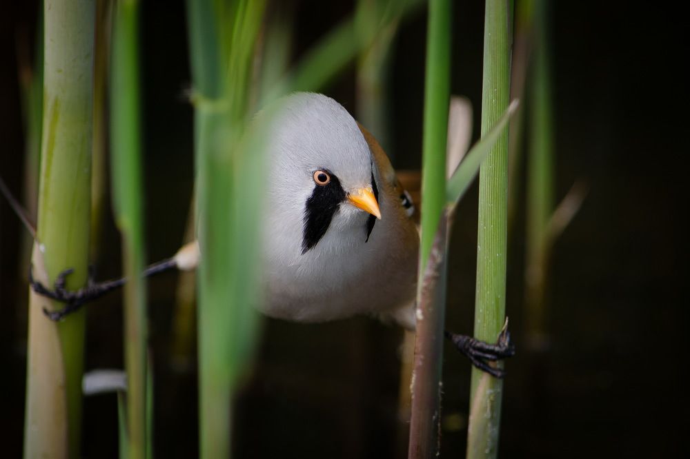 Photograph by Оксана Маховская