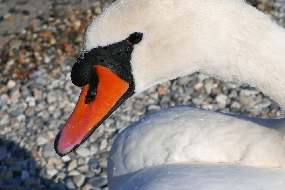 Photograph by Юрий Сычев