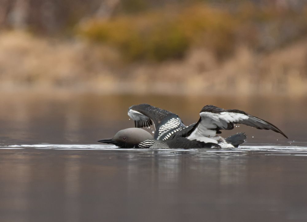 Photograph by Eva Frisnes