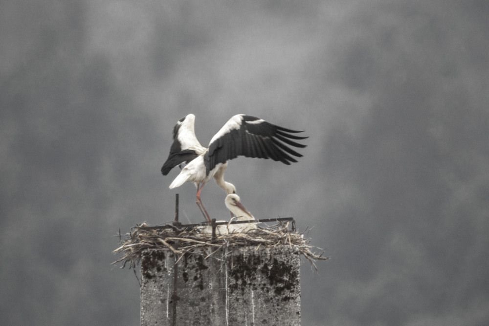 Photograph by brut carniollus