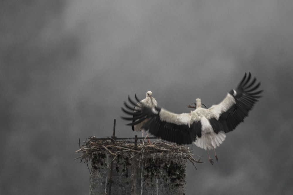 Photograph by brut carniollus