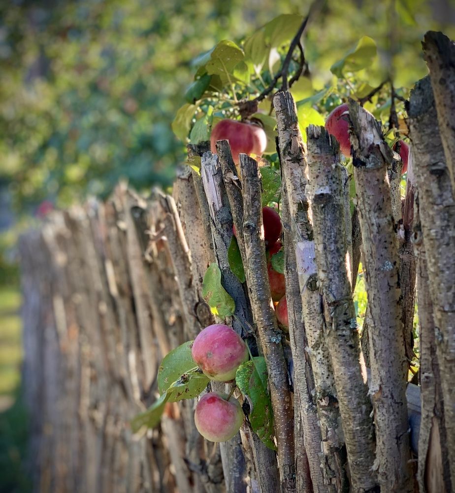 Photograph by Дарья Самойленко