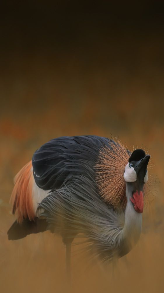 Photograph by Raj nair Mohan