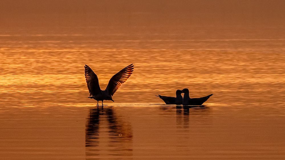 Photograph by ashok manjanath