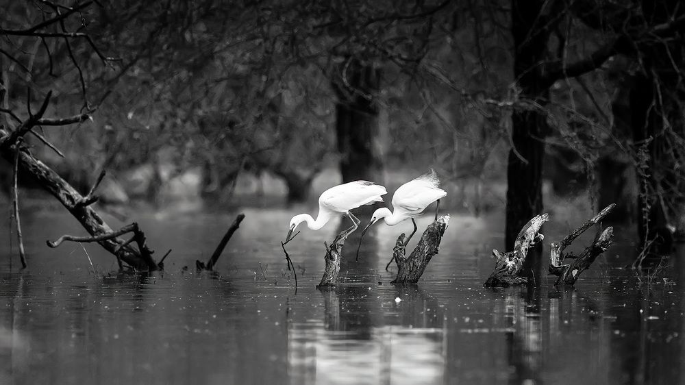 Photograph by ashok manjanath