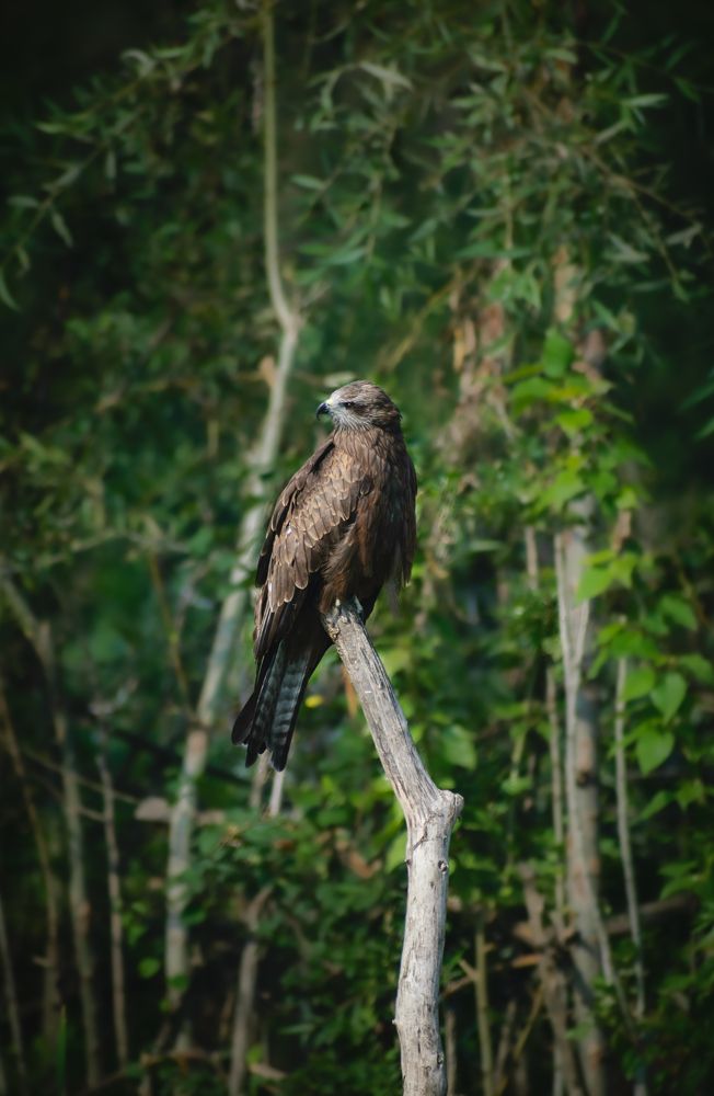 Photograph by Bondhu Dey