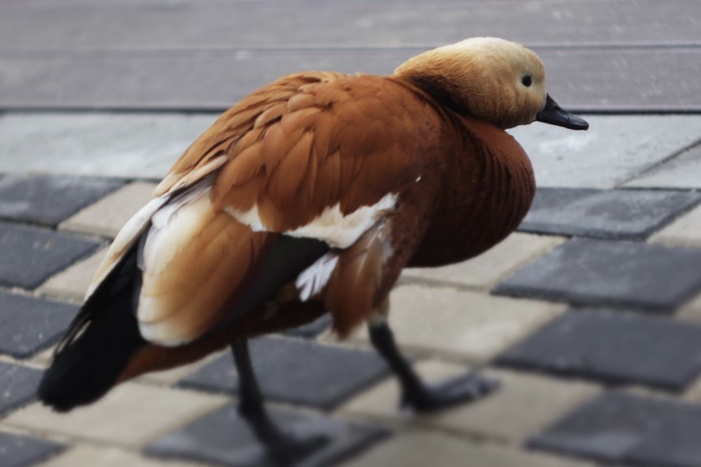 Photograph by Алиса Крумина