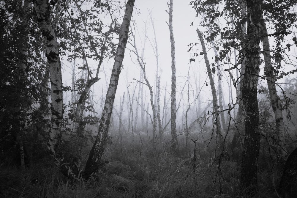 Photograph by Танзиля Завьялова