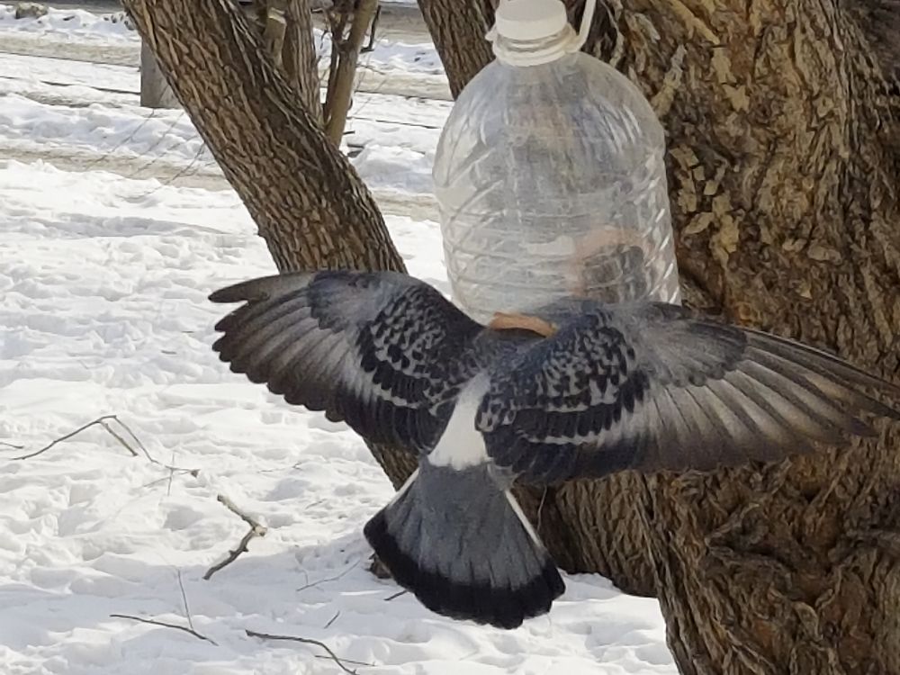 Голубь в кормушке