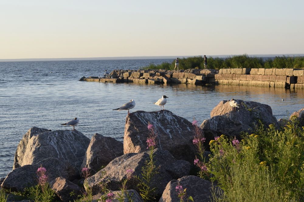 Птицы отдыхают