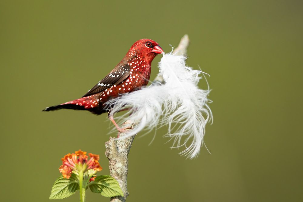 Photograph by Vishwanath Mukunda