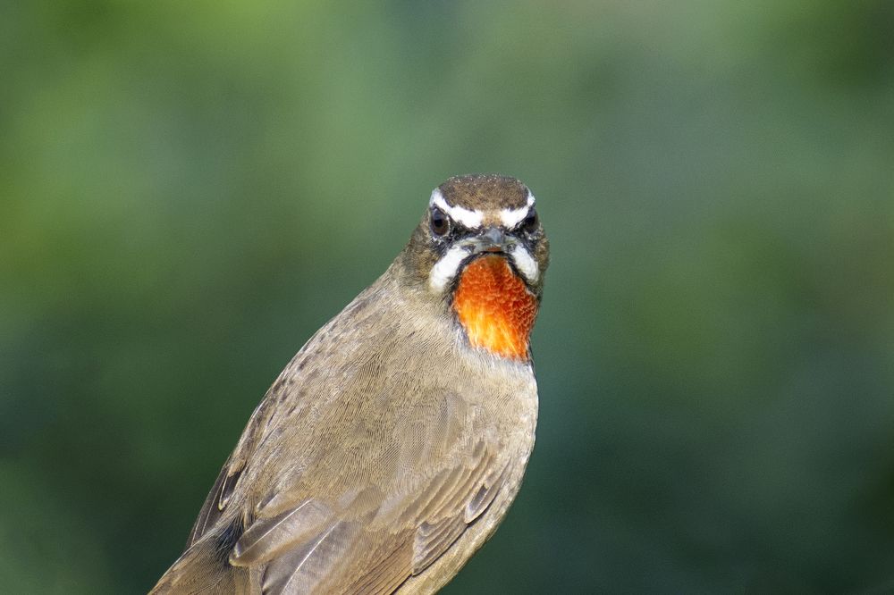 Photograph by Deep Choudhury