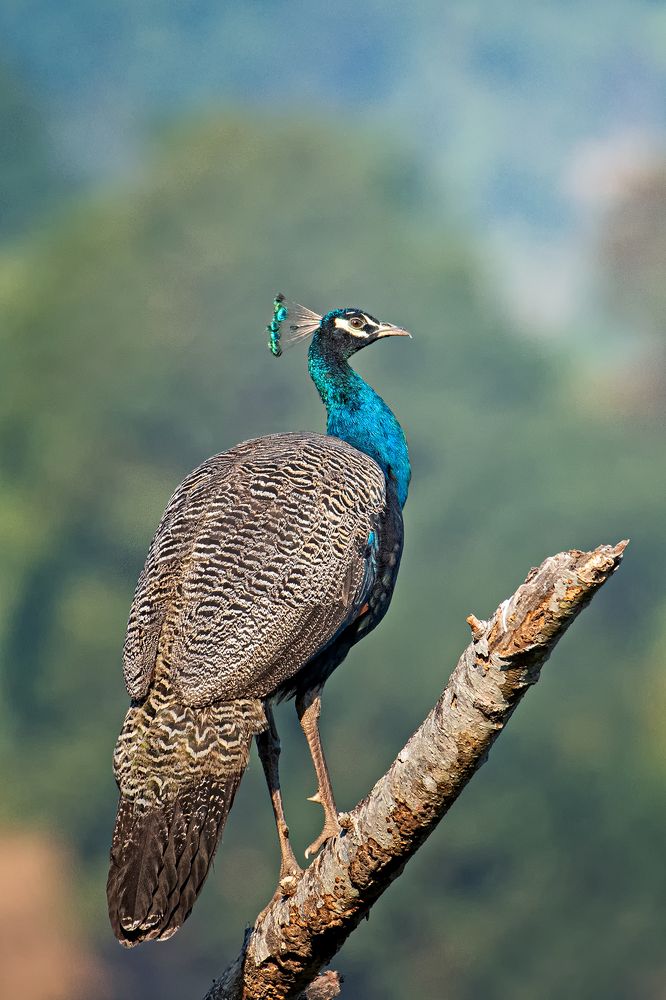 Photograph by Deep Choudhury