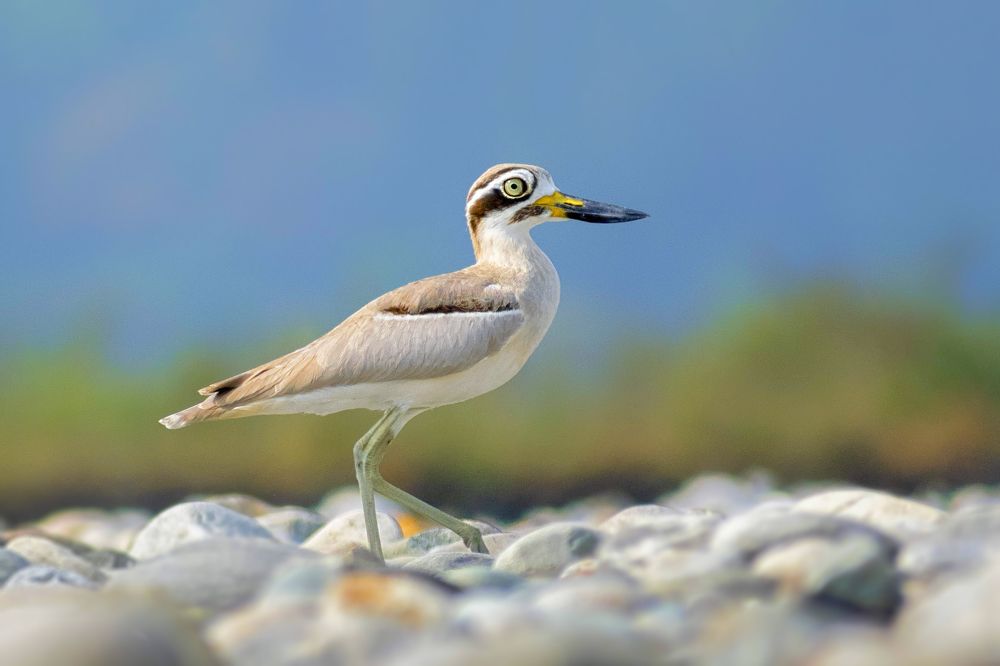 Photograph by Deep Choudhury