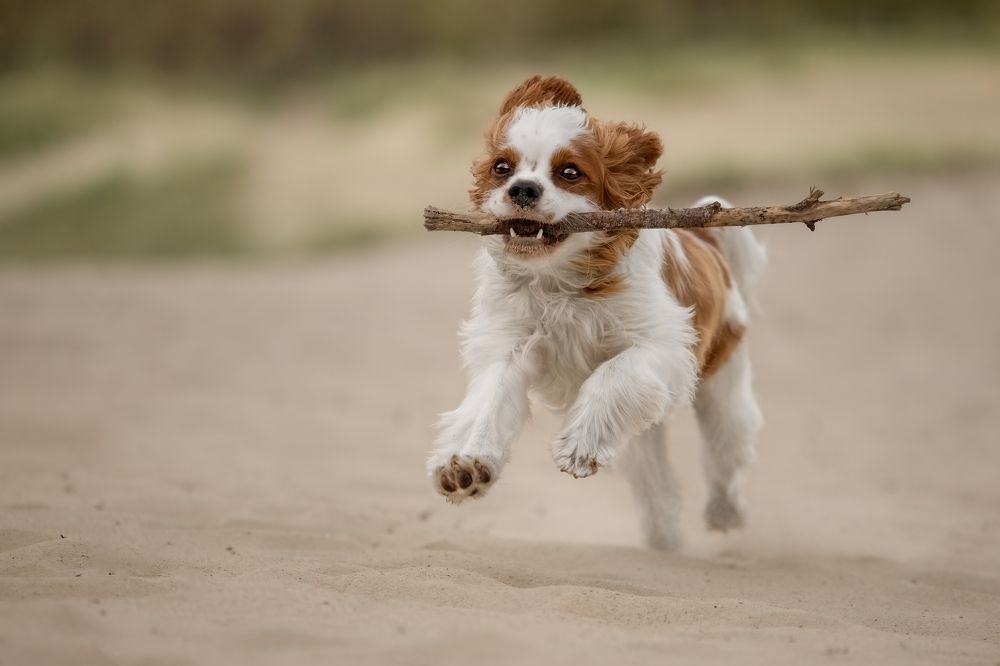 Photograph by Yong Lei van Barlingen