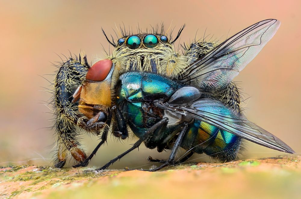 Hylus spider female hunting