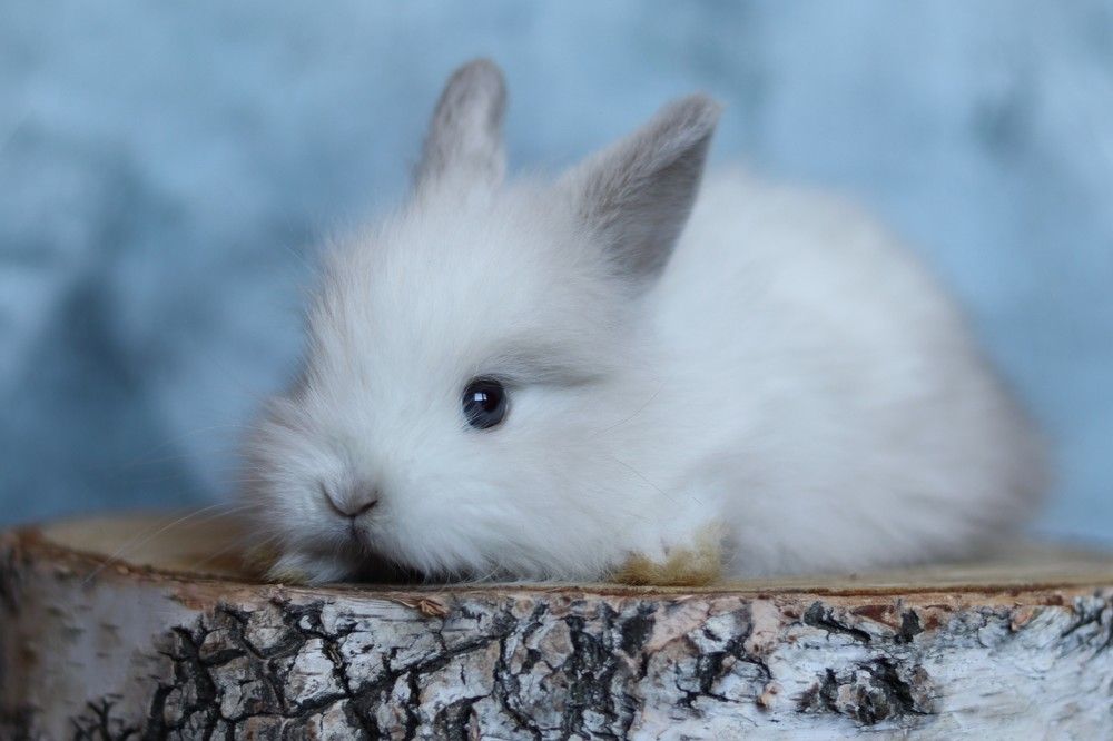 Photograph by Юлия Гольцман