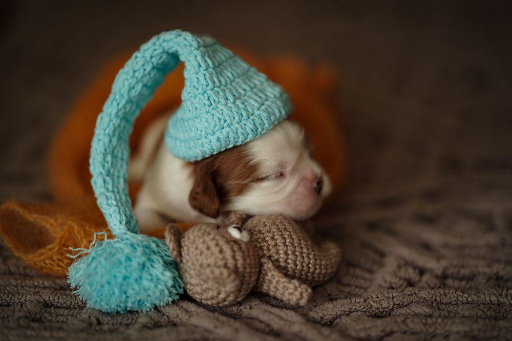 Photograph by Olesia Chepurchenko