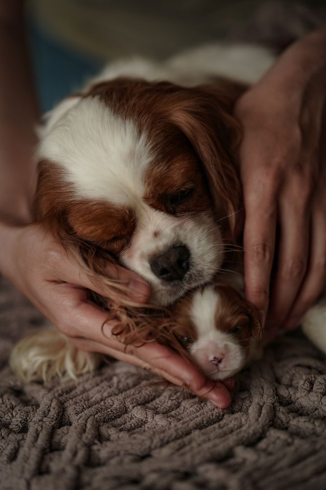 Photograph by Olesia Chepurchenko