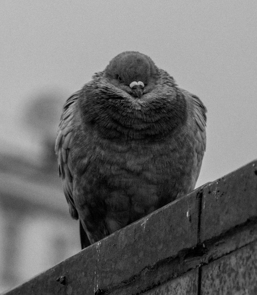 Photograph by Константин Бокарев