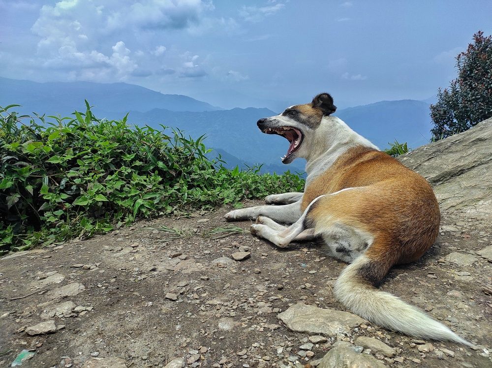 Фотография автора ISLAM SK RIYAJUL